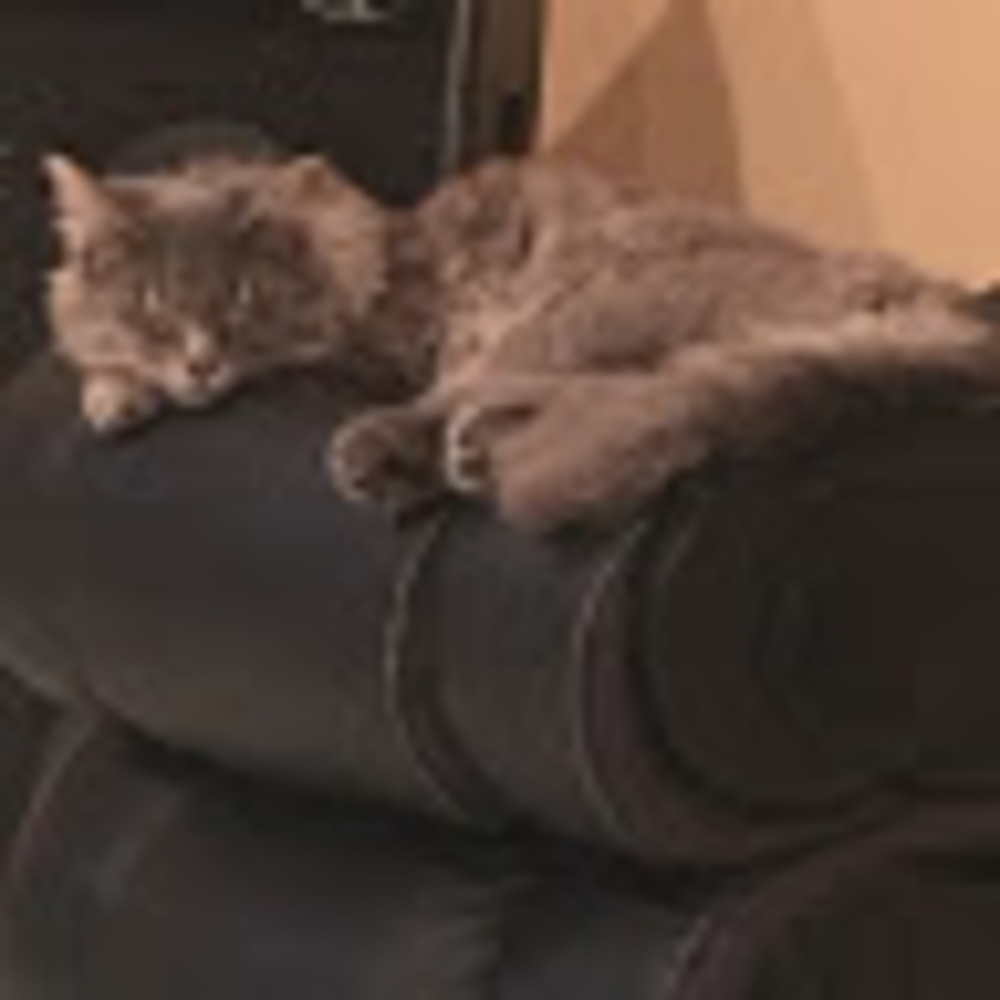Meet your Posher, Bella